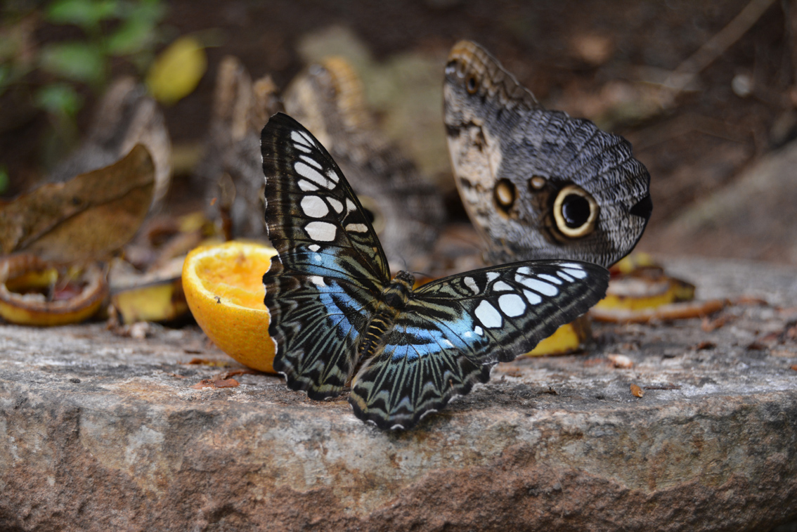 Butterflies for Africa